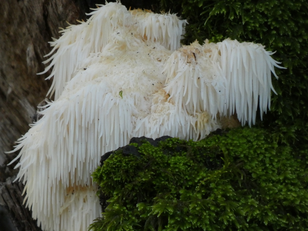 lion mane mushroom near me        
        <figure class=