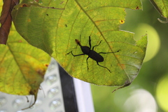 Rhinostomus barbirostris image