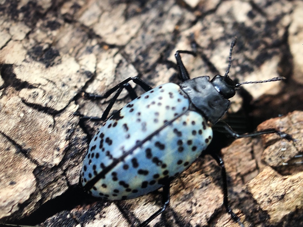 Blue Fungus Beetle from Magdalene Way, San Diego, CA, US on January 17 ...