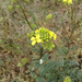 Erucastrum nasturtiifolium - Photo (c) paolapalazzolo, todos os direitos reservados, uploaded by paolapalazzolo