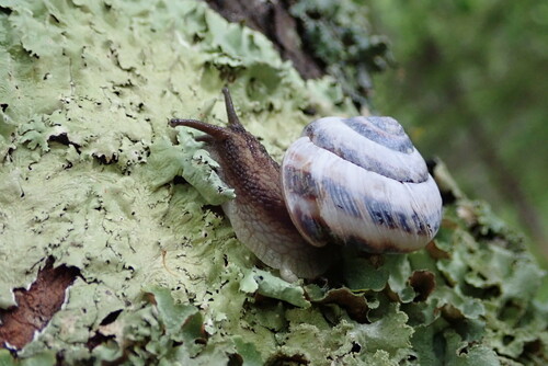 Euhadra brandtii