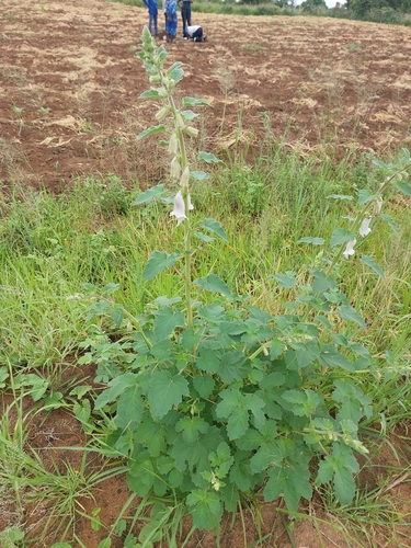 South African foxglove