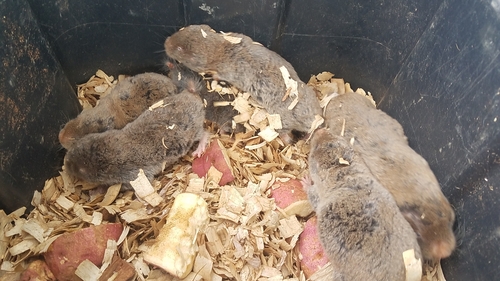 Highveld Mole-rat (Cryptomys pretoriae) — Least Concern Mammalia