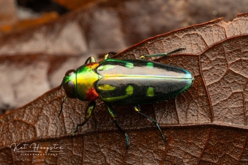 Chrysobothris ellyptica · iNaturalist