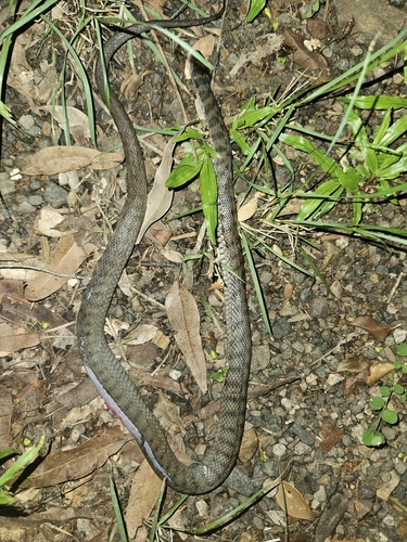 Rough-scaled Snake sighting