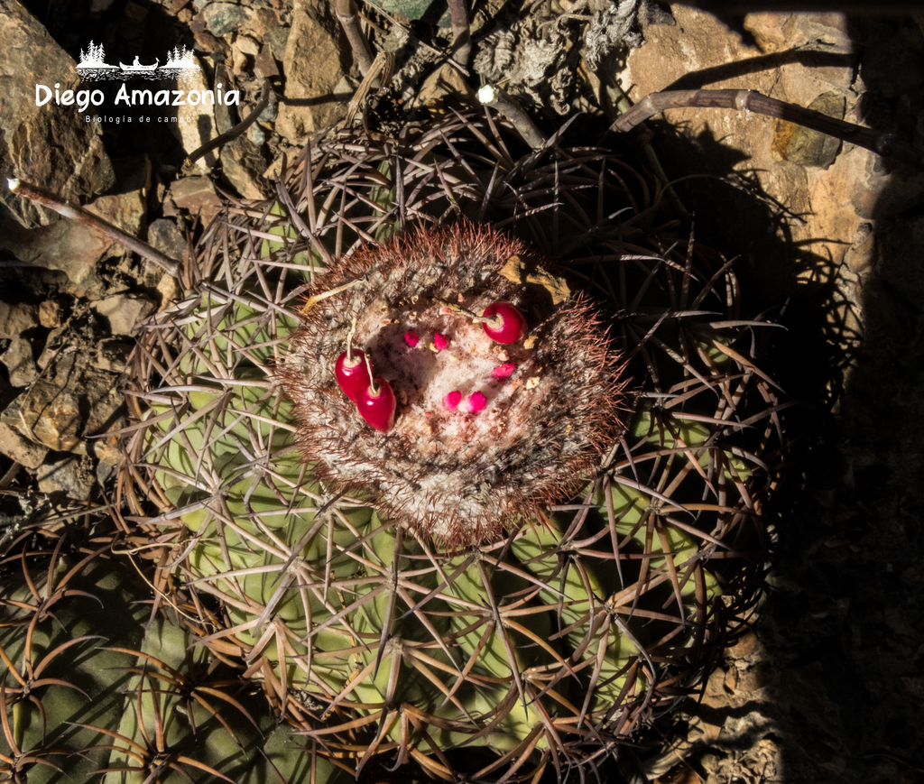Photos of Melocactus peruvianus  iNaturalist
