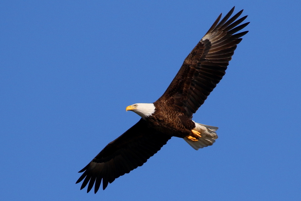 Bald Eagle from Chesapeake Ranch Estates-Drum Point, MD 20657, USA on ...