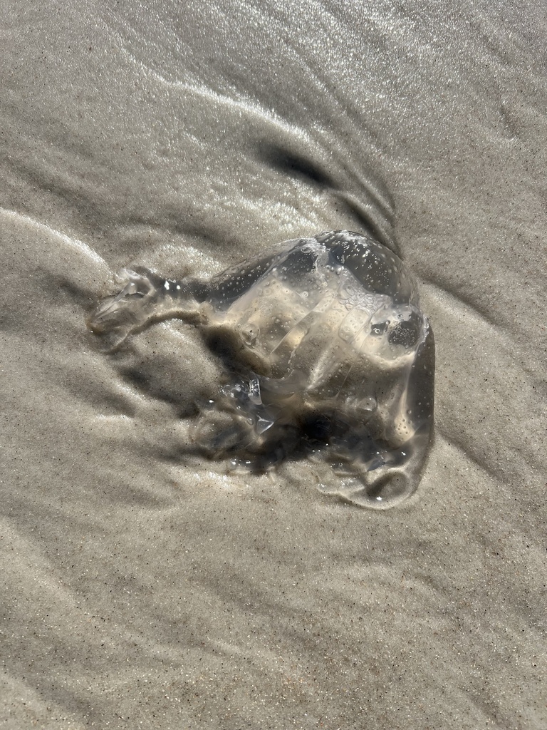Fourhanded Box Jelly from North Atlantic Ocean, FL, US on January 10