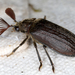 Cicada-Parasite Beetles - Photo (c) gernotkunz, all rights reserved, uploaded by gernotkunz