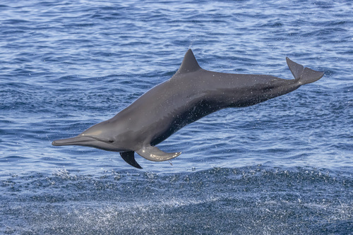 Spinner Dolphin