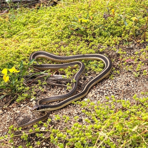 Western Patch-nosed Snake