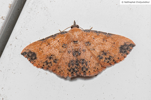 Corgatha semipardata