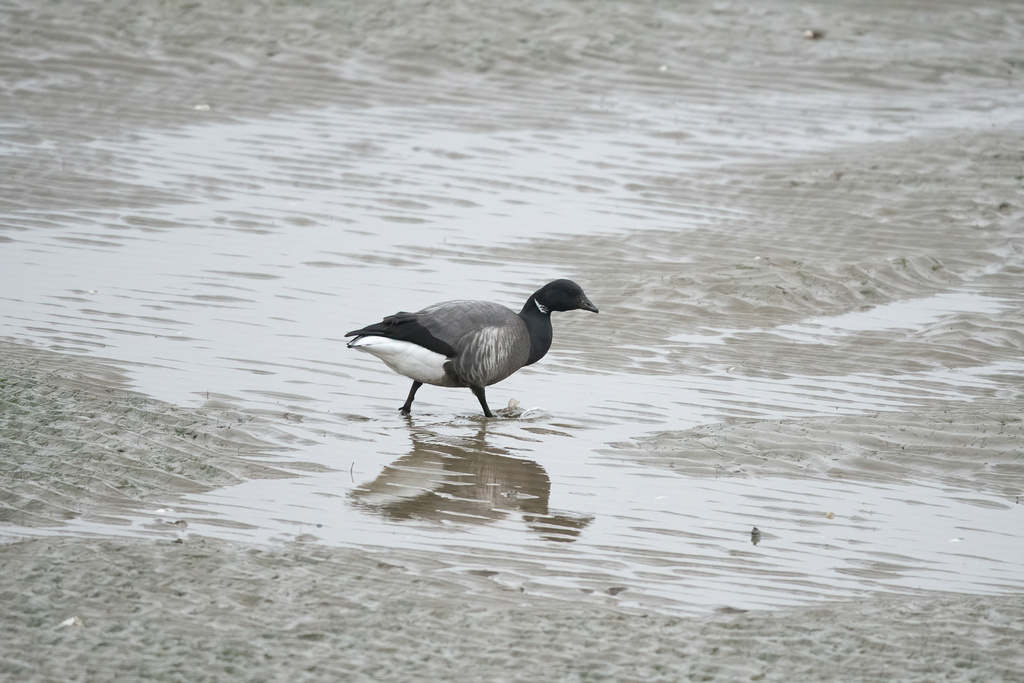 Brant from Kent, UK on January 13, 2024 at 10:05 AM by Mark Vidler ...