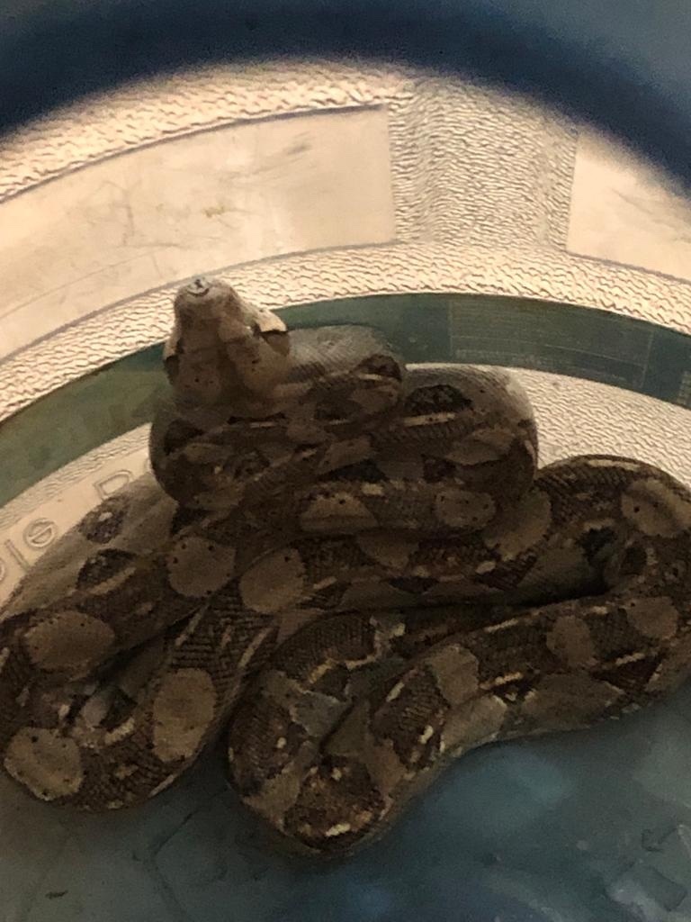 Mexican West Coast Boa Constrictor from General Heliodoro Castillo, Gro ...