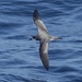 Galápagos Petrel - Photo (c) Bert Wessling, all rights reserved, uploaded by Bert Wessling