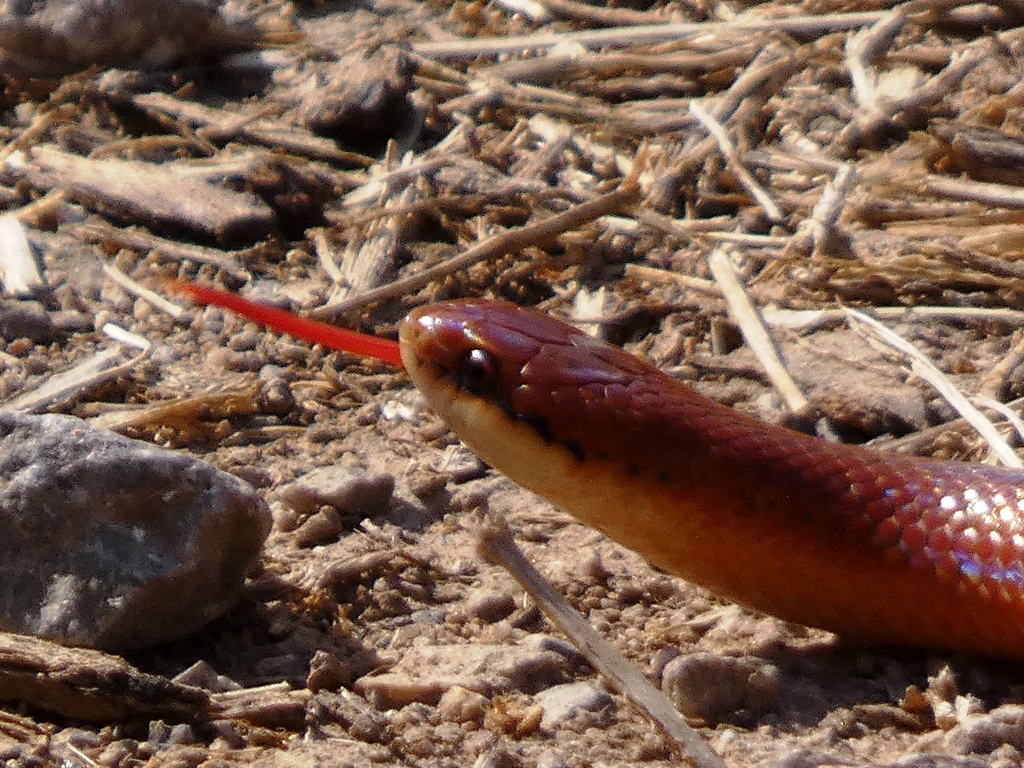 Blood Snake from Tixtla de Guerrero, Gro., México on January 18, 2024 ...