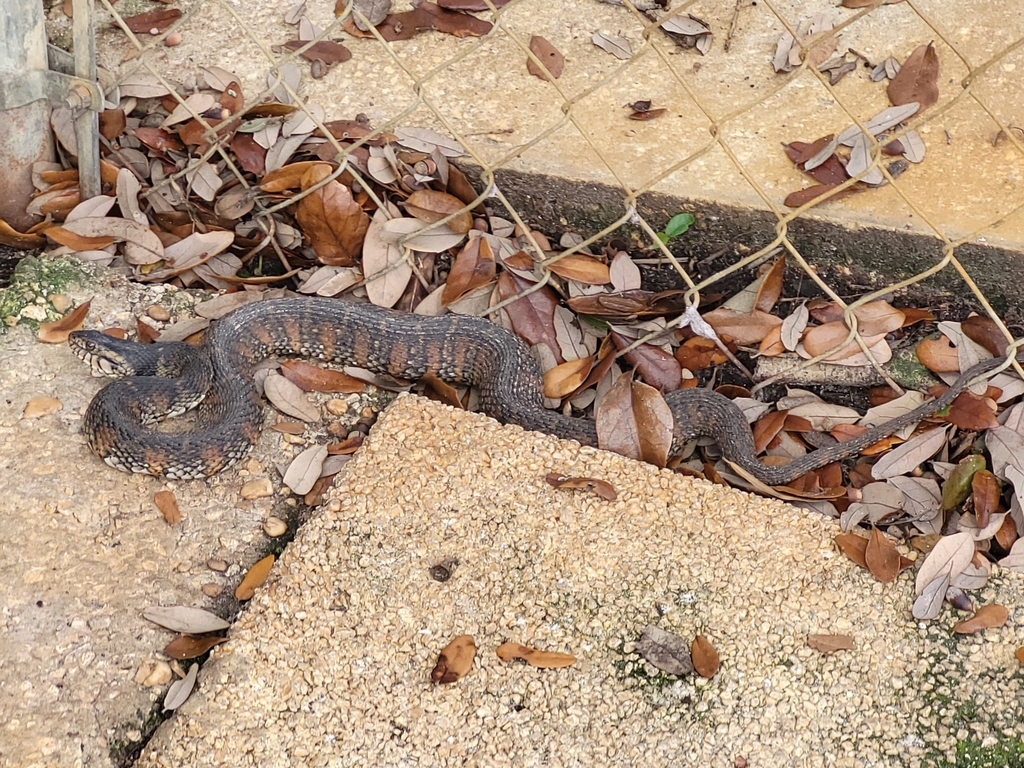 Florida Watersnake From Fort Myers, Fl 33907, Usa On January 18, 2024 