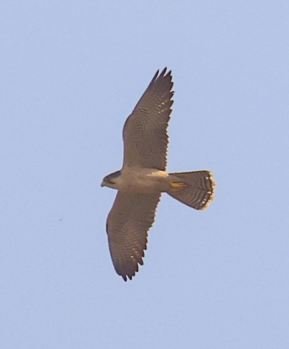 Lanner Falcon