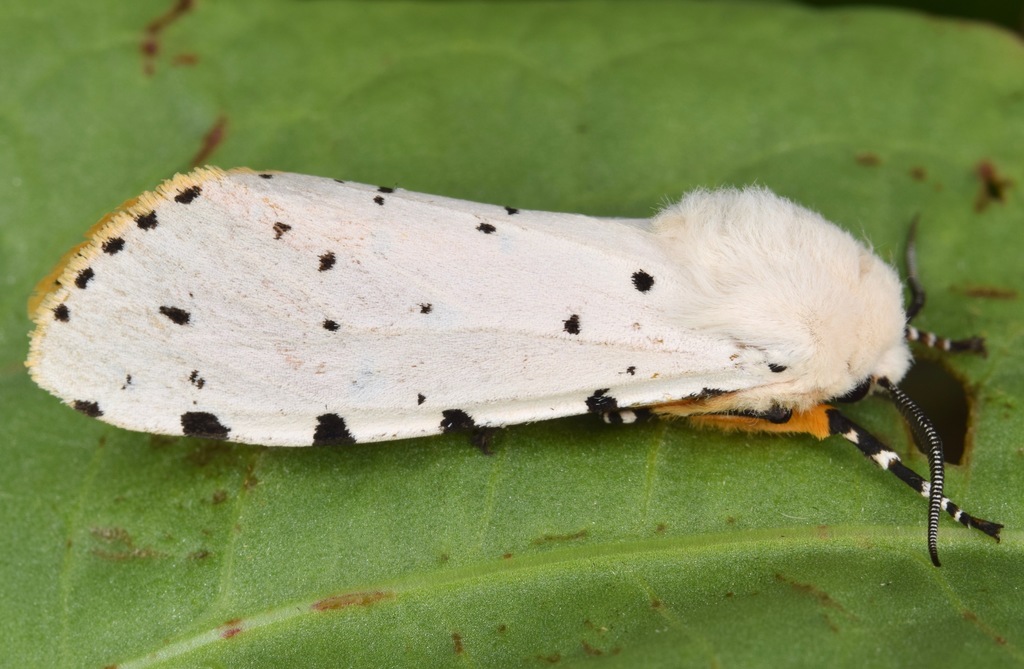 Salt Marsh Moth Moths Of Georgia Inaturalist