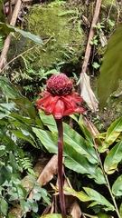 Etlingera elatior image