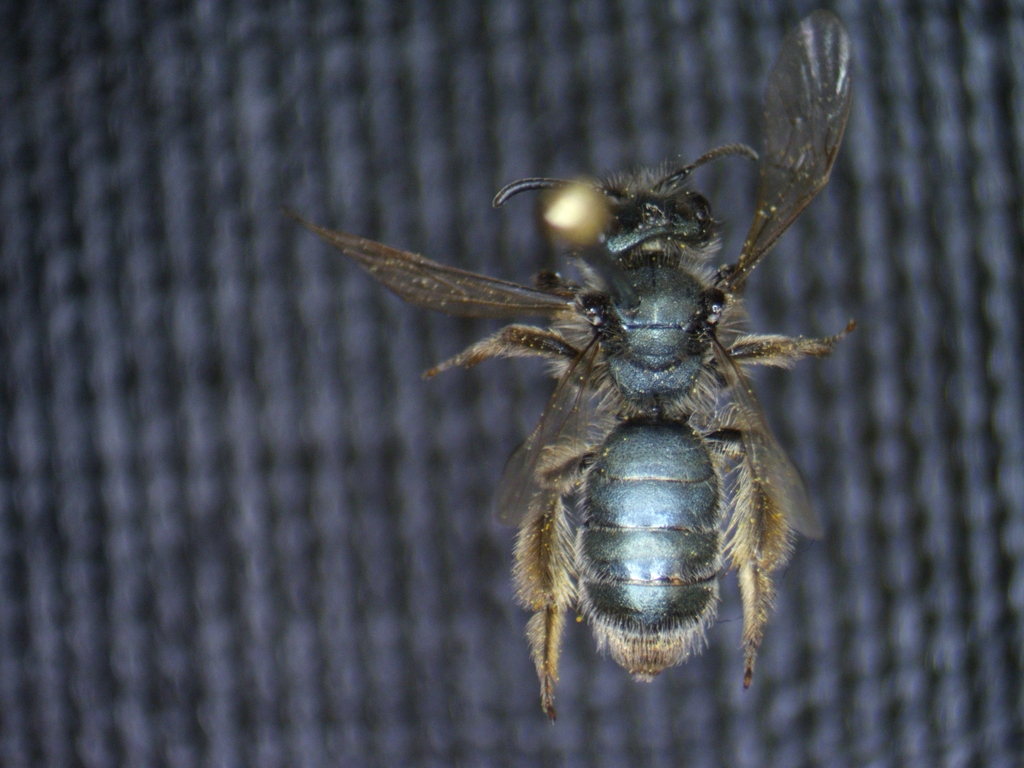 Andrenid bee