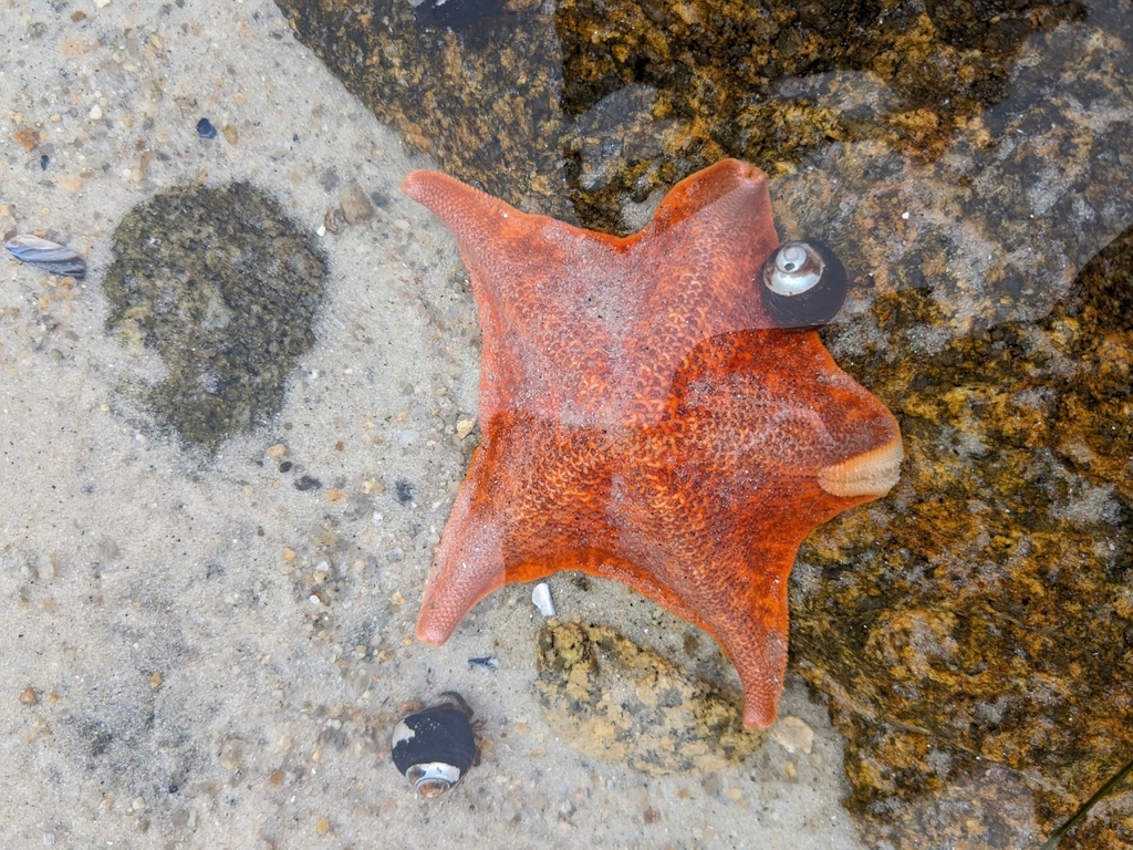 Bat Star from Pacific Grove, CA 93950, USA on January 18, 2024 at 1011
