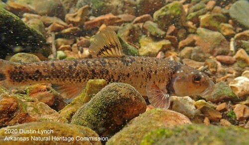 Largescale Stoneroller