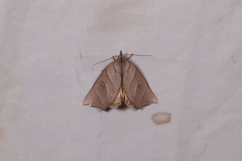 Pterogonaga chinensis