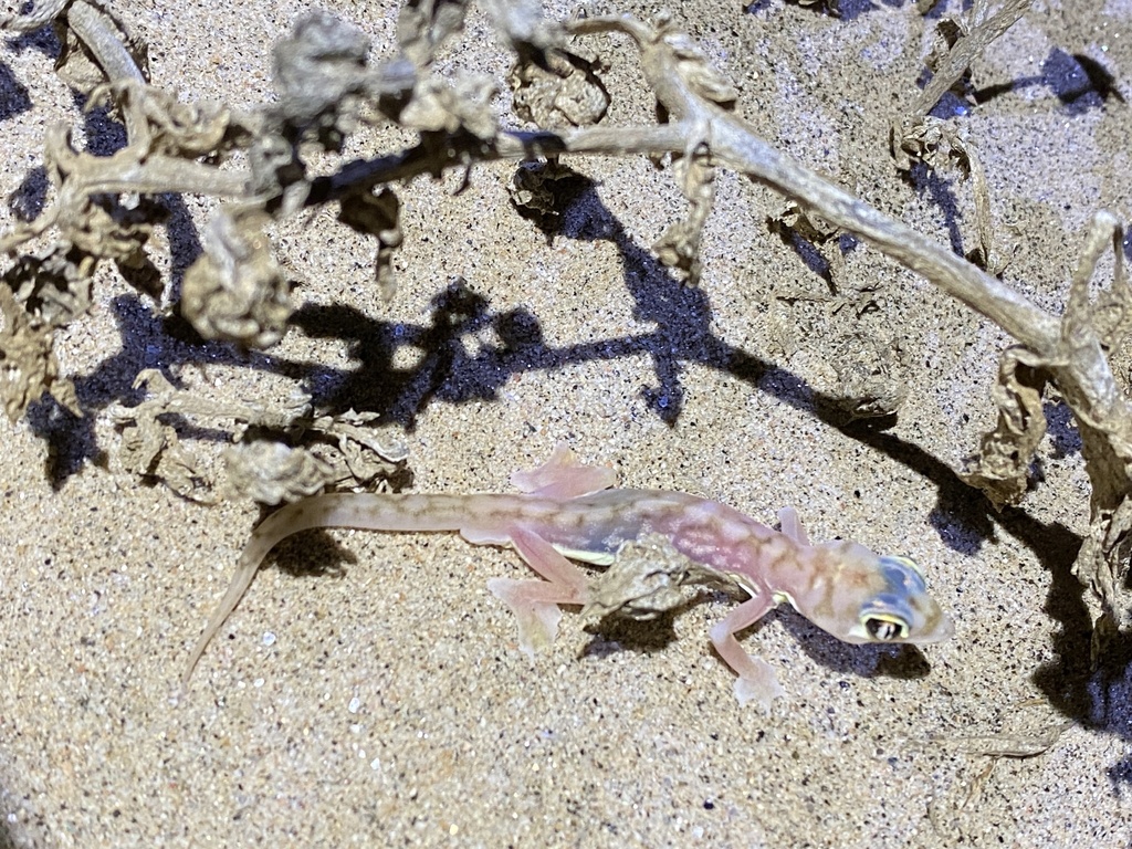 Namib Sand Gecko In January 2024 By Wolfgang W Ster INaturalist   Large 