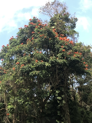 Spathodea campanulata - Whole tree
