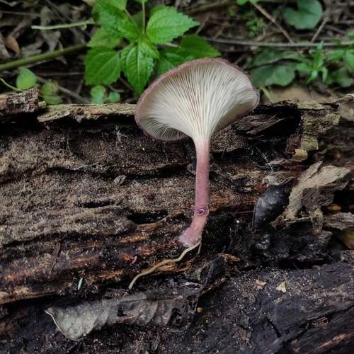 Panus strigellus