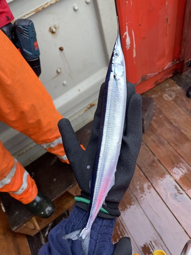 Atlantic Saury