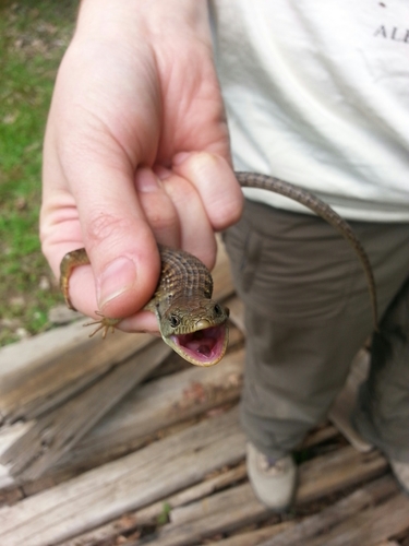 iNaturalist observation photo of Northern Alligator Lizard