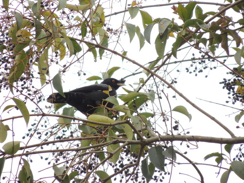 Crested Myna