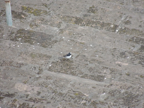 White Wagtail