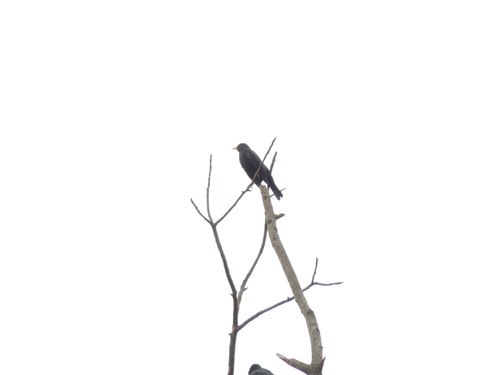 Chinese Blackbird