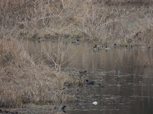 Eurasian Moorhen