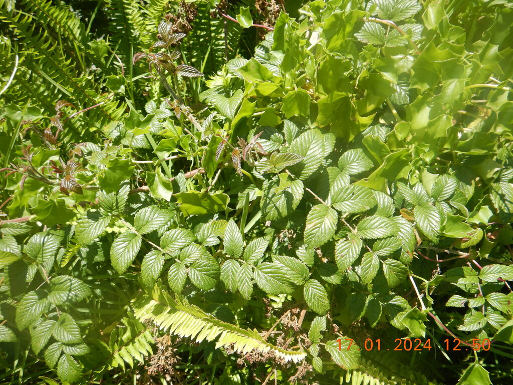 South African Raspberry from Knysna, 6570, South Africa on January 17 ...