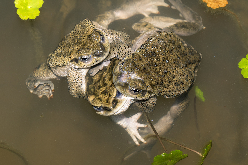 Warty Toad from Sector 