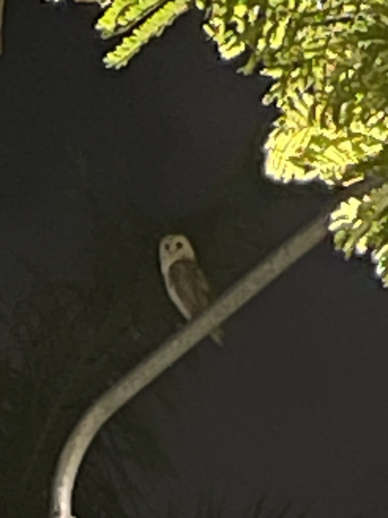 Barn Owl From TH On January   Large 