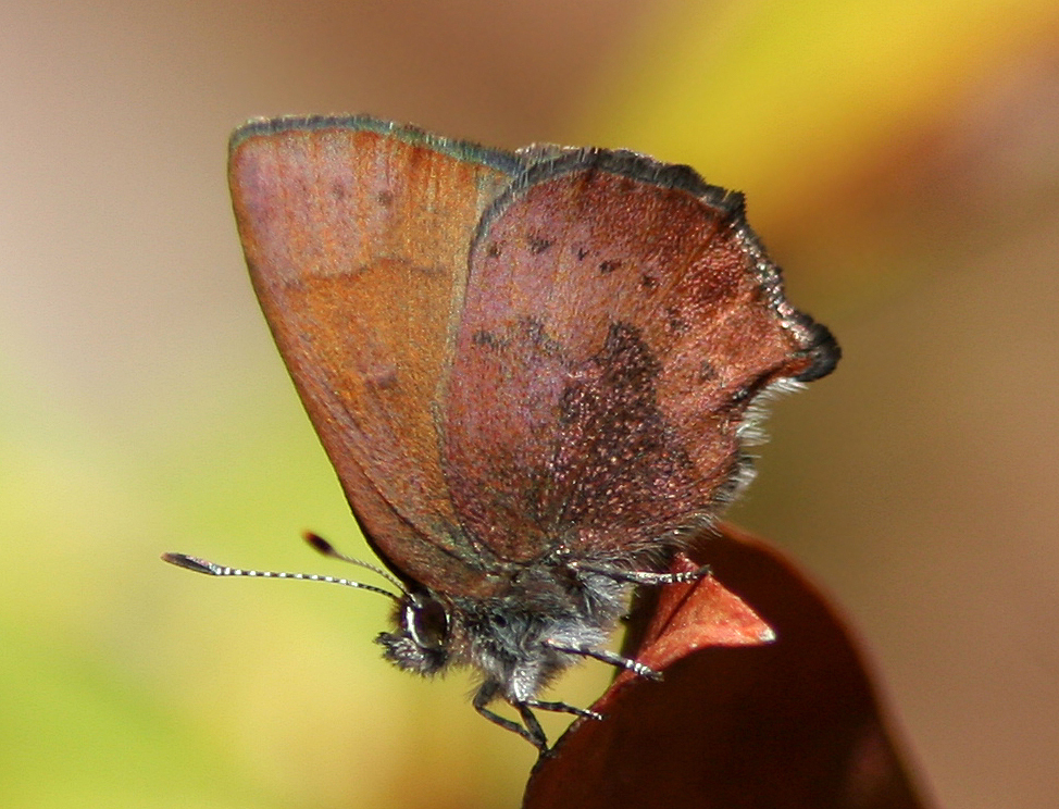 Brown Elfin