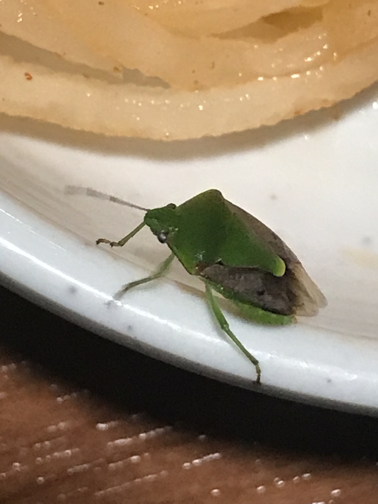 Oriental Stink Bug from Oʻahu, Honolulu, HI, US on January 9, 2024 at