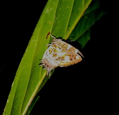 Sarota chrysus image