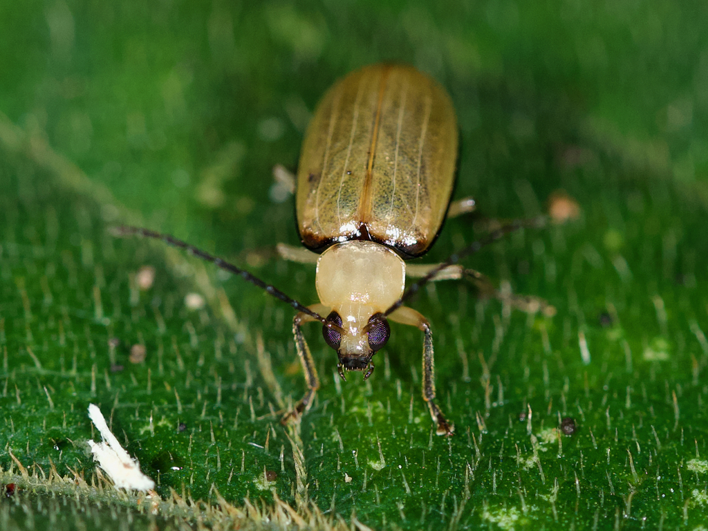 Monolepta from Doi Ang Khang trail, Fang District, Chiang Mai, Thailand