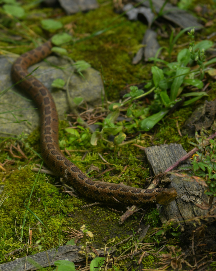 Mexican Pygmy Rattlesnake from Amecameca, Méx., México on November 16 ...