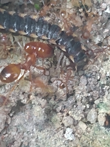 Pheidole schwarzmaieri