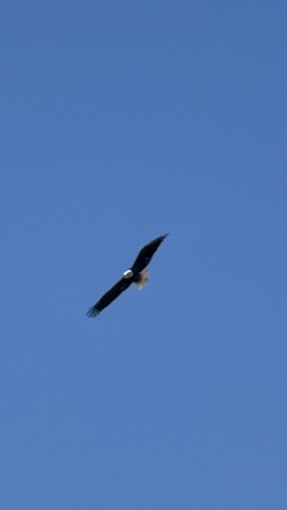 Bald Eagle In January 2024 By Scott Young INaturalist   Large 