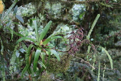 Image of Werauhia pedicellata