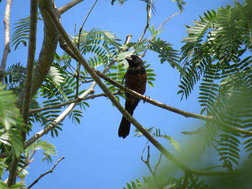 Chestnut-bellied Seed-Finch