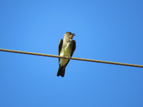 Southern Rough-winged Swallow